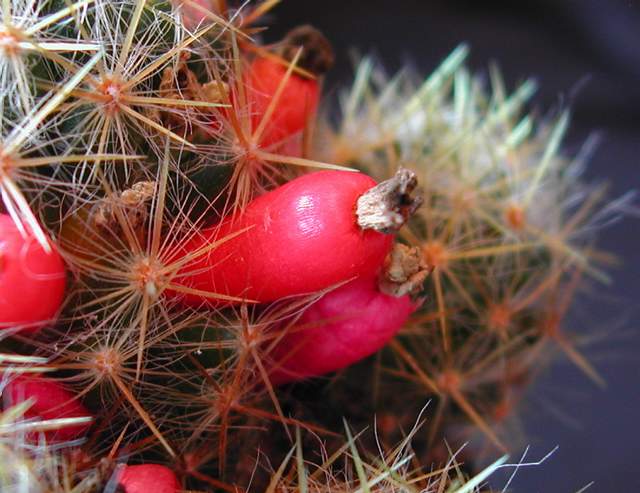 Mammillaria prolifera (2).jpg